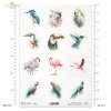 zimorodek, kakadu, tukan, koliber, akwarela, flaming, papuga, turako*kingfisher, cockatoo, toucan, hummingbird, watercolor, flamingo, parrot, turaco